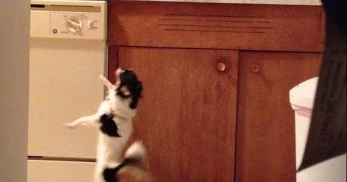 After Thanksgiving Dinner, He Caught His Dog Doing This in the Kitchen! Oh, Temptation!