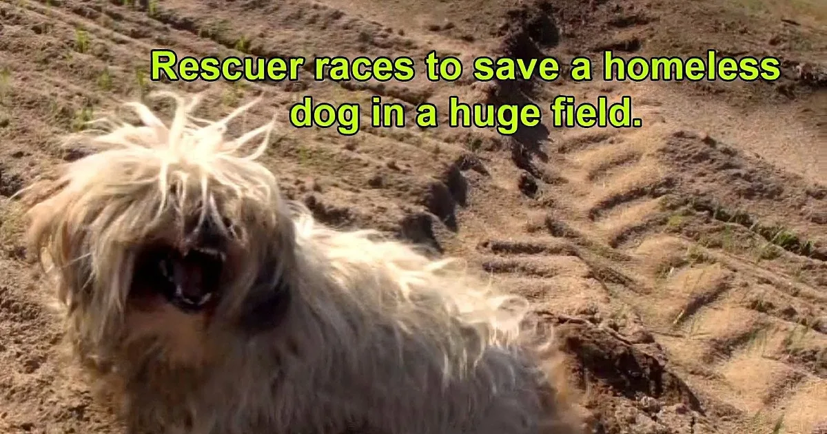 Scared Homeless Dog Was Stranded in a Big Field. What the Rescuer Did Next Had Me in Tears!