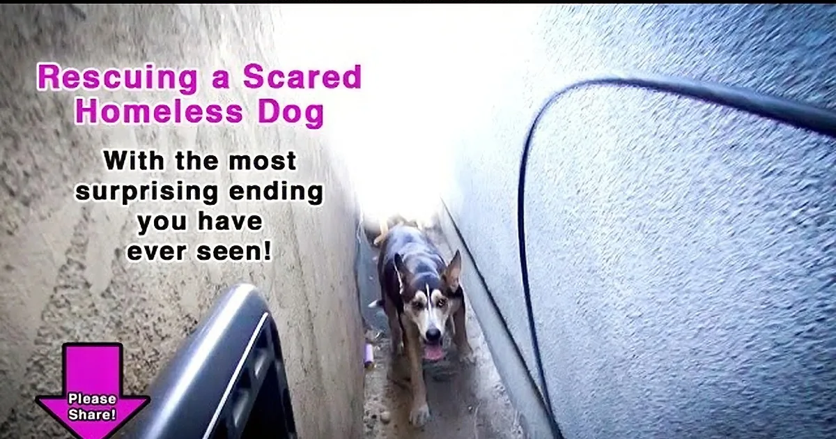 They Rescued This Scared Homeless Dog. but What Happens Next? They Weren''t Ready for This!