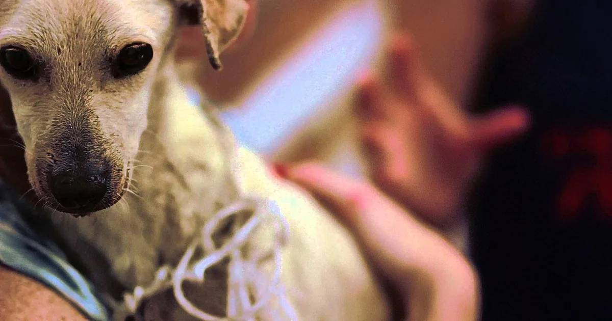 Neglected Hungry Dog Was Roaming the Streets. but a Miracle Happens When She Finds This Woman!