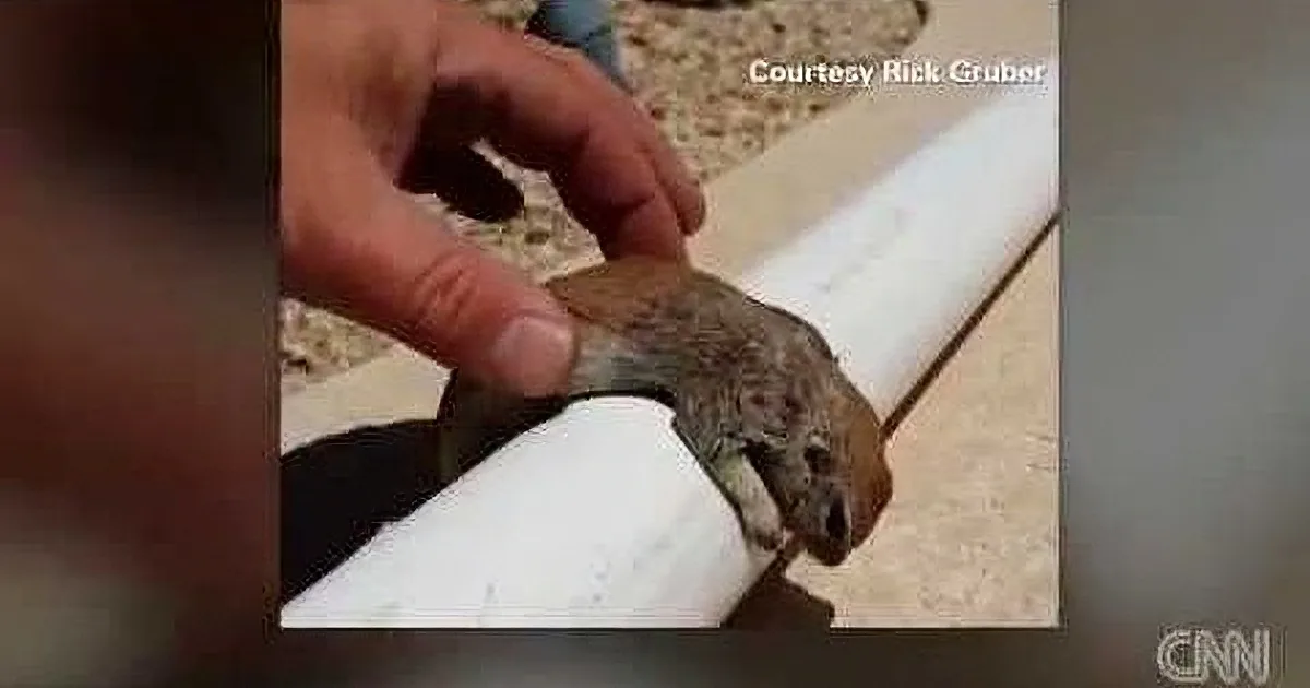 A hand gently holds a small, brownish animal, possibly a squirrel, on a white pipe.