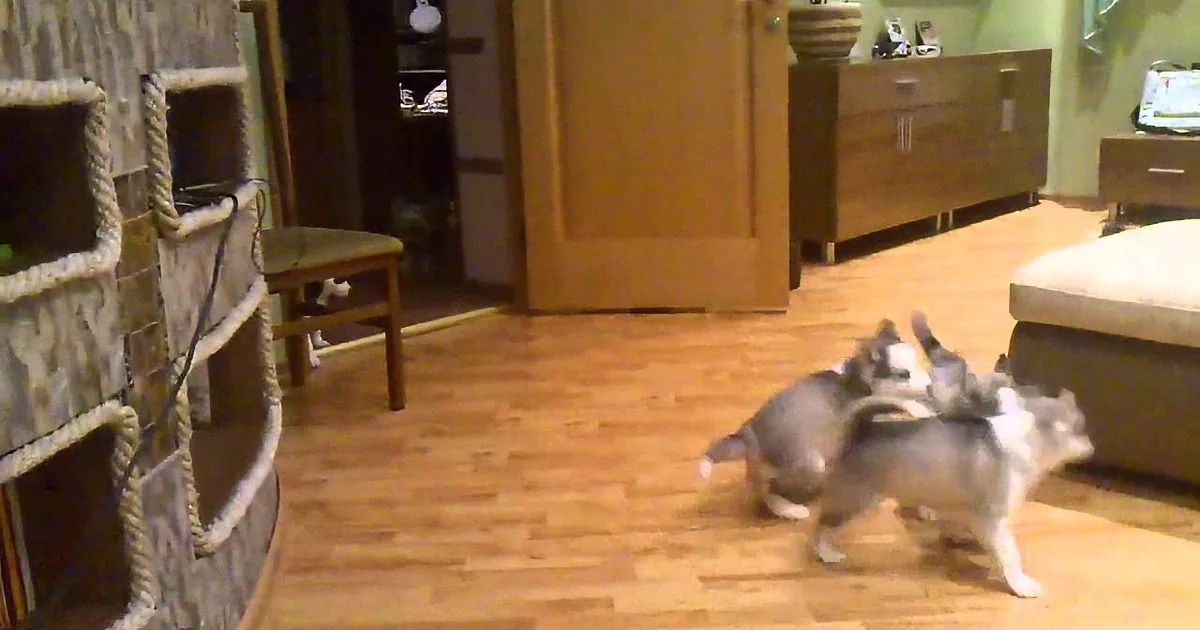 Two dogs, one gray and white, are playfully interacting on a wooden floor in a cozy living room.
