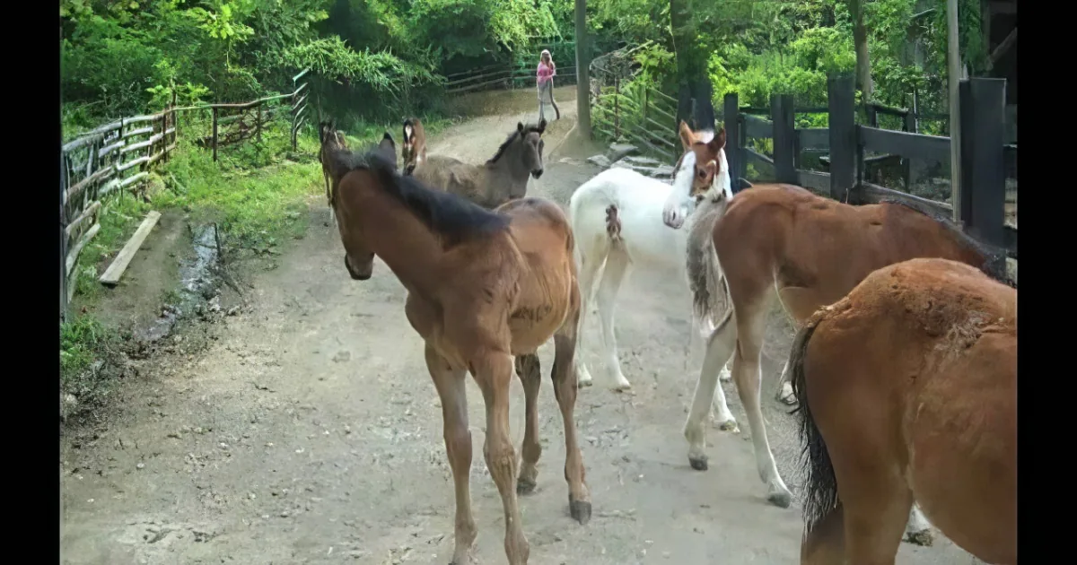Four horses, including a foal, stand on a dirt path surrounded by greenery and wooden fences.