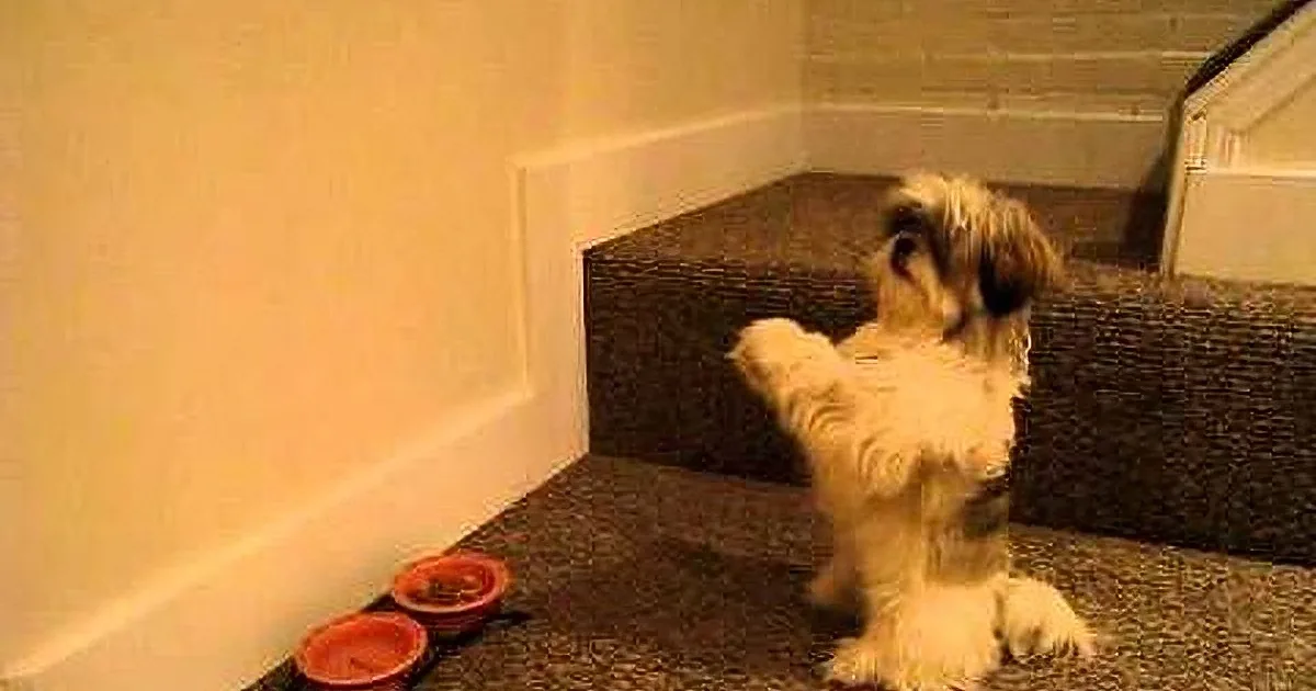 This Dog Does Something Adorable Before Each of Her Meals and It Will Make You Smile All Day!