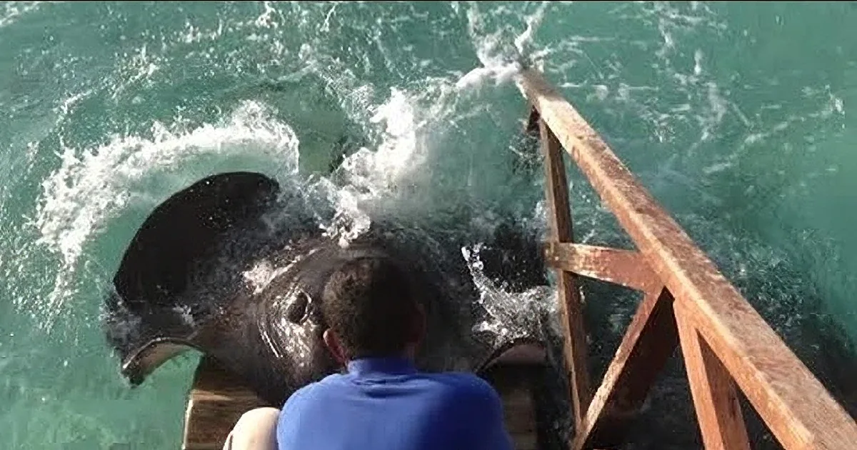 He Was Just Feeding Fishes on the Ramp With His Friends When This Thing Jumped up From the Sea!
