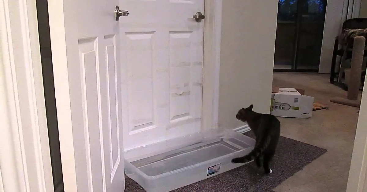 The Water in Front of the Door Couldn''t Stop This Cat From Doing This! That''s a Smart Kitty!