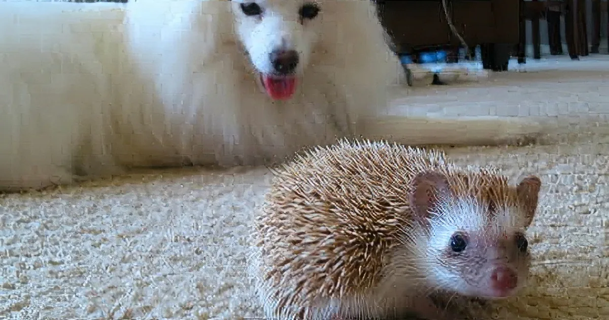 A fluffy white dog lies on a carpet, surrounded by three images of a hedgehog exploring the same carpet.