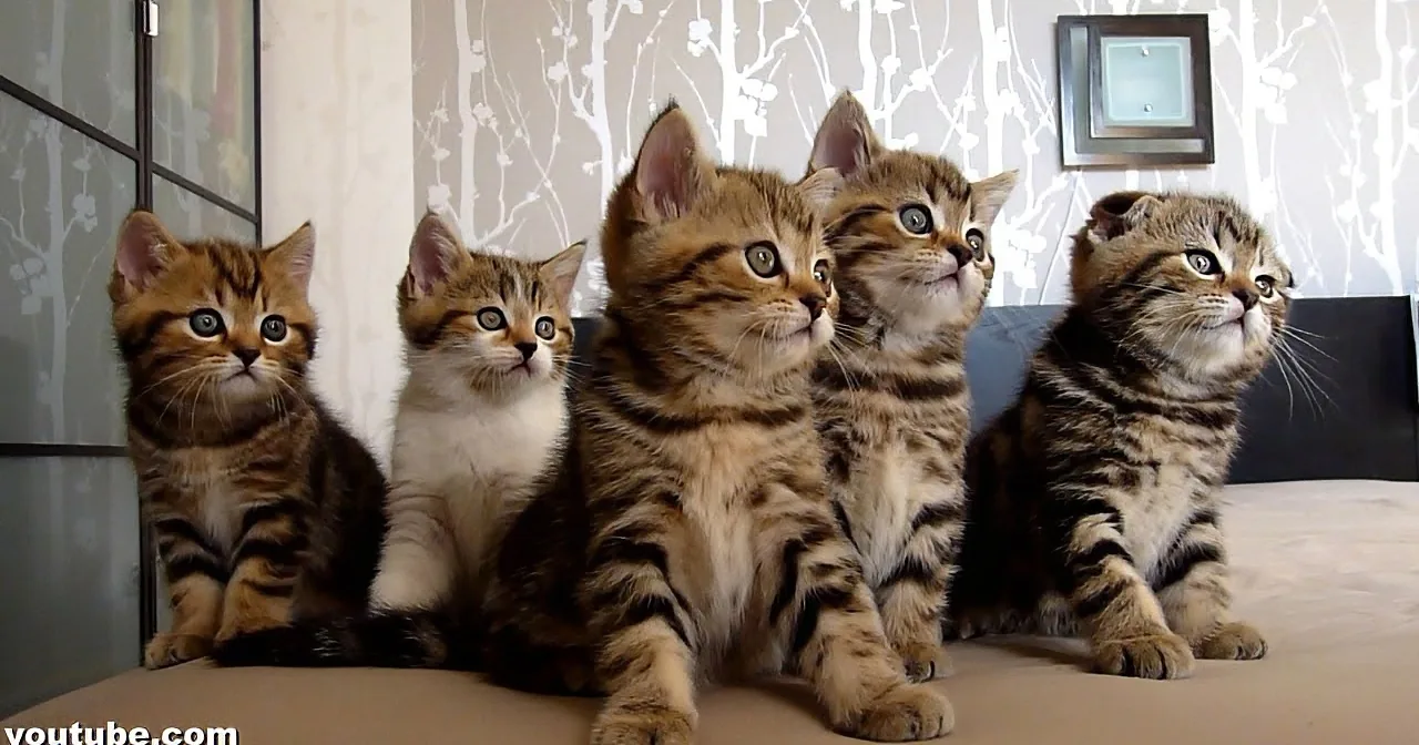 Five adorable Bengal kittens with striped fur sit together on a beige surface, looking up.
