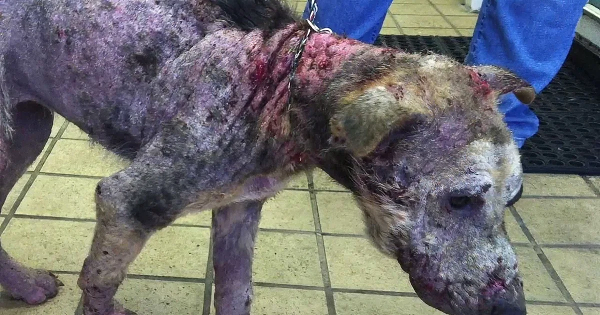 A severely emaciated dog with visible injuries and scarring is being held by a person in a blue uniform.