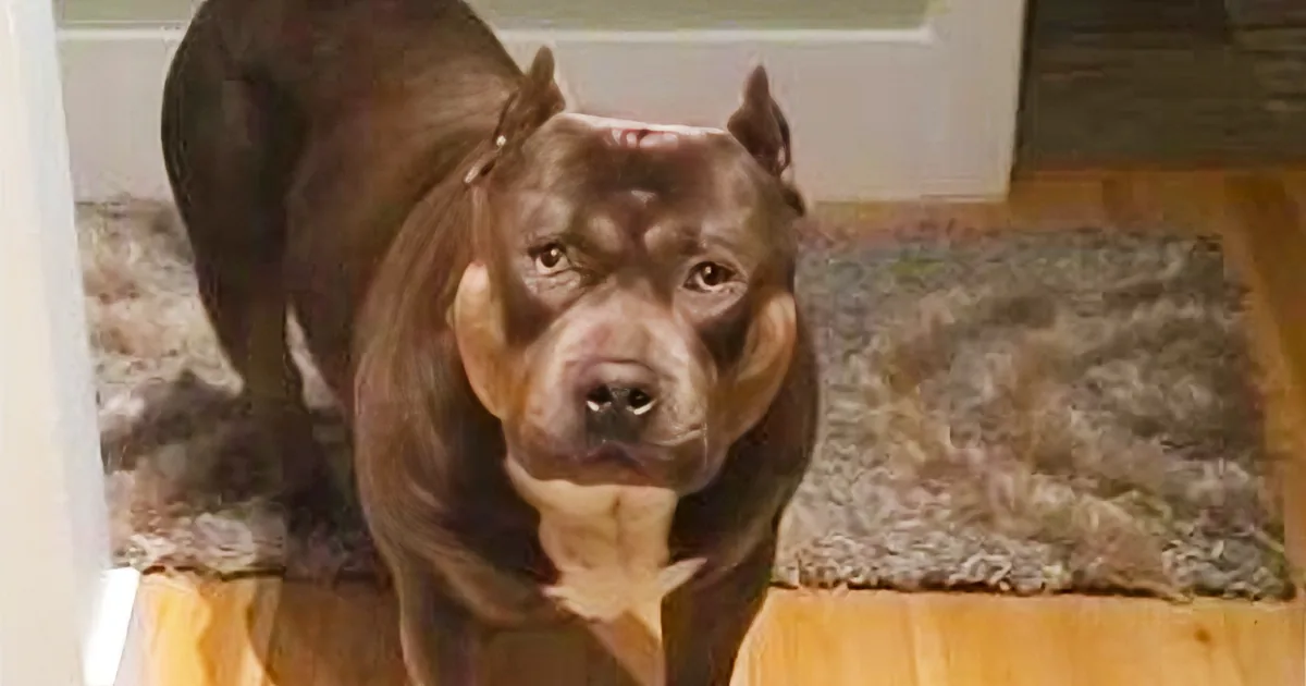 She Asked Her Dog if He Is a Good Boy. How He Responds? This Will Make Your Day!