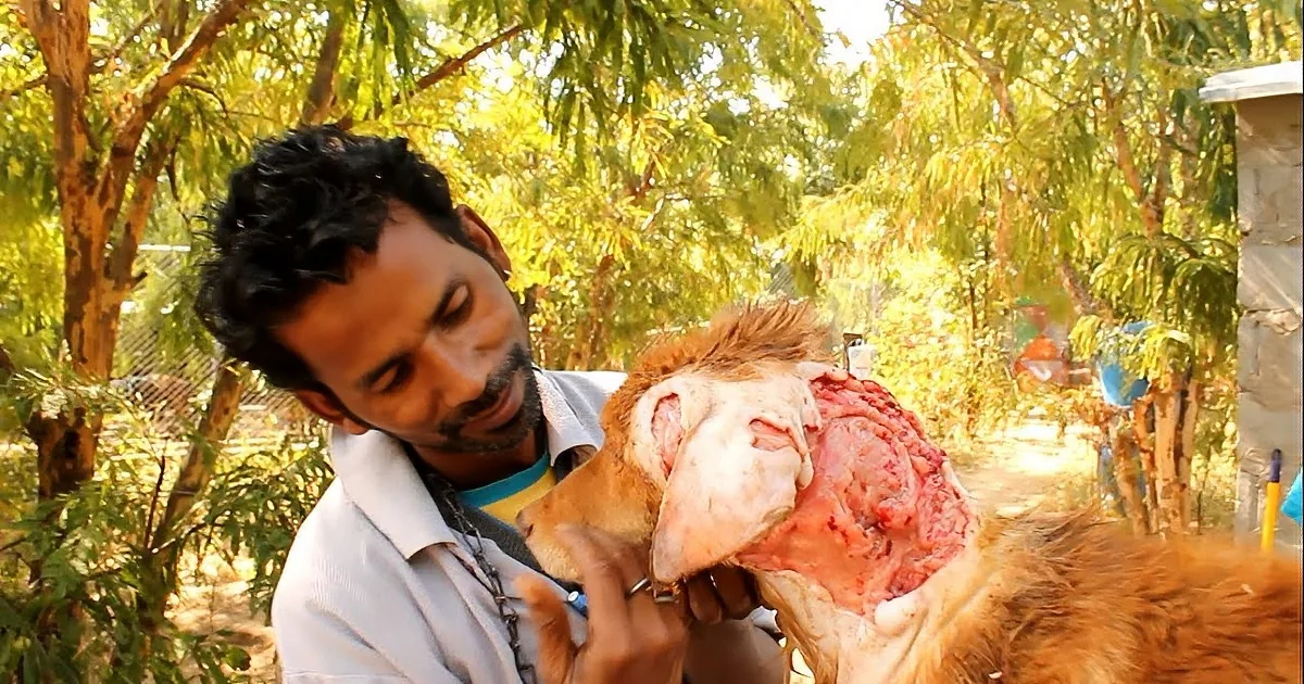 Homeless Dog Was Injured and Nearly Dead. but When He Gets Rescued Something Amazing Happens!