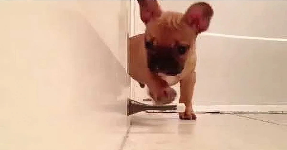 When He Sees a Doorstopper for the First Time, This Pup Does Something Ridiculously Adorable!