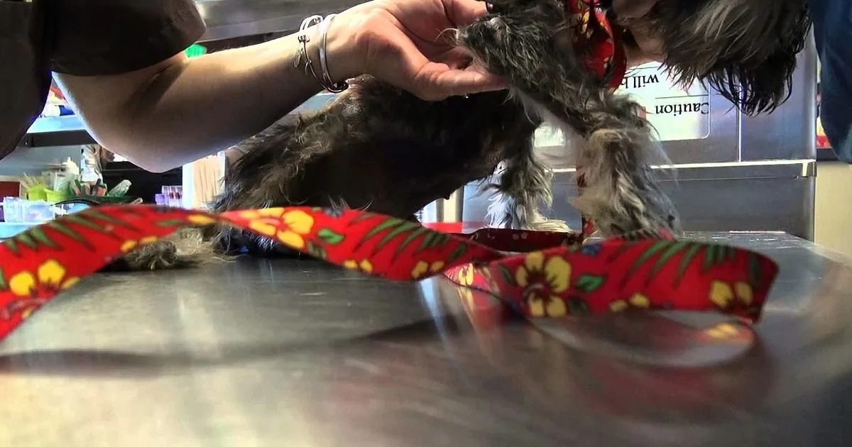 A small dog with a colorful bandana is being held by a person in a veterinary setting.