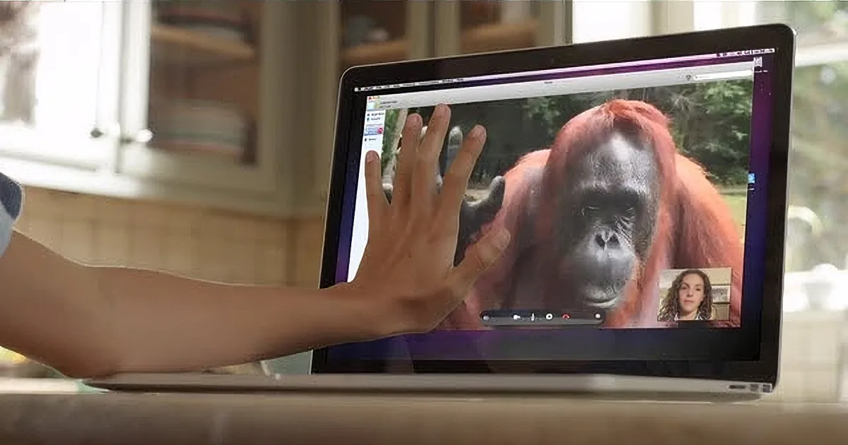 A person is using a laptop with a video call showing an orangutan and a woman.