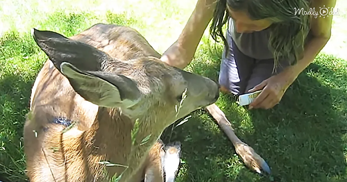 This Wild Deer Is Wounded and in Need of Help so She Went to Her Human Friends for Help