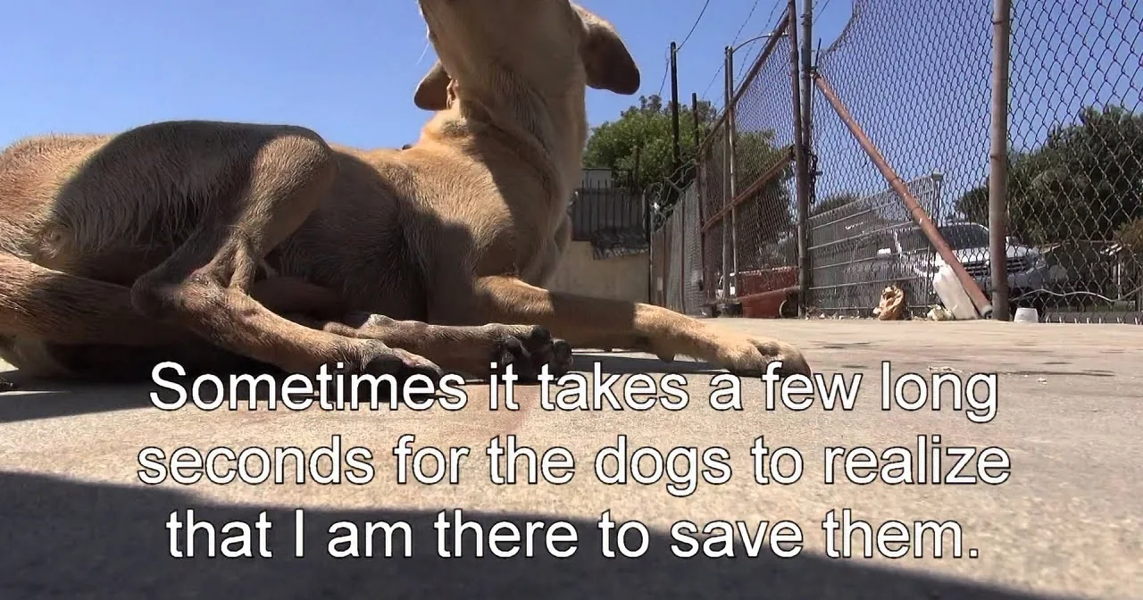 When They Took Her Pups Away, This Homeless Mom Was Scared. but What Happens Next Is Amazing!