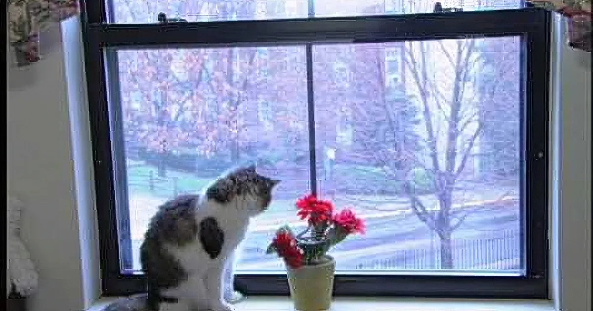 A gray and white cat sits on a windowsill, gazing out at a snowy landscape with trees and flowers.