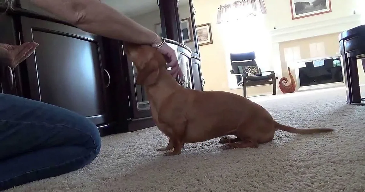 This Doggie Trick Starts With a Bang