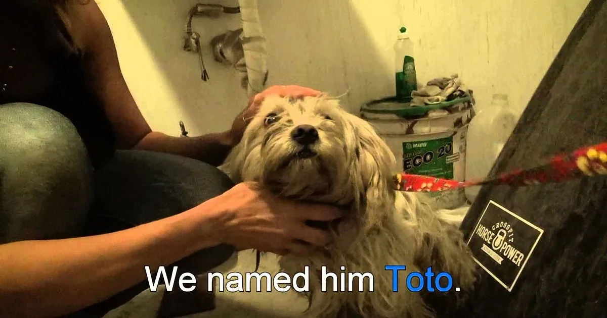 A fluffy white dog being bathed by a person in a dimly lit room.