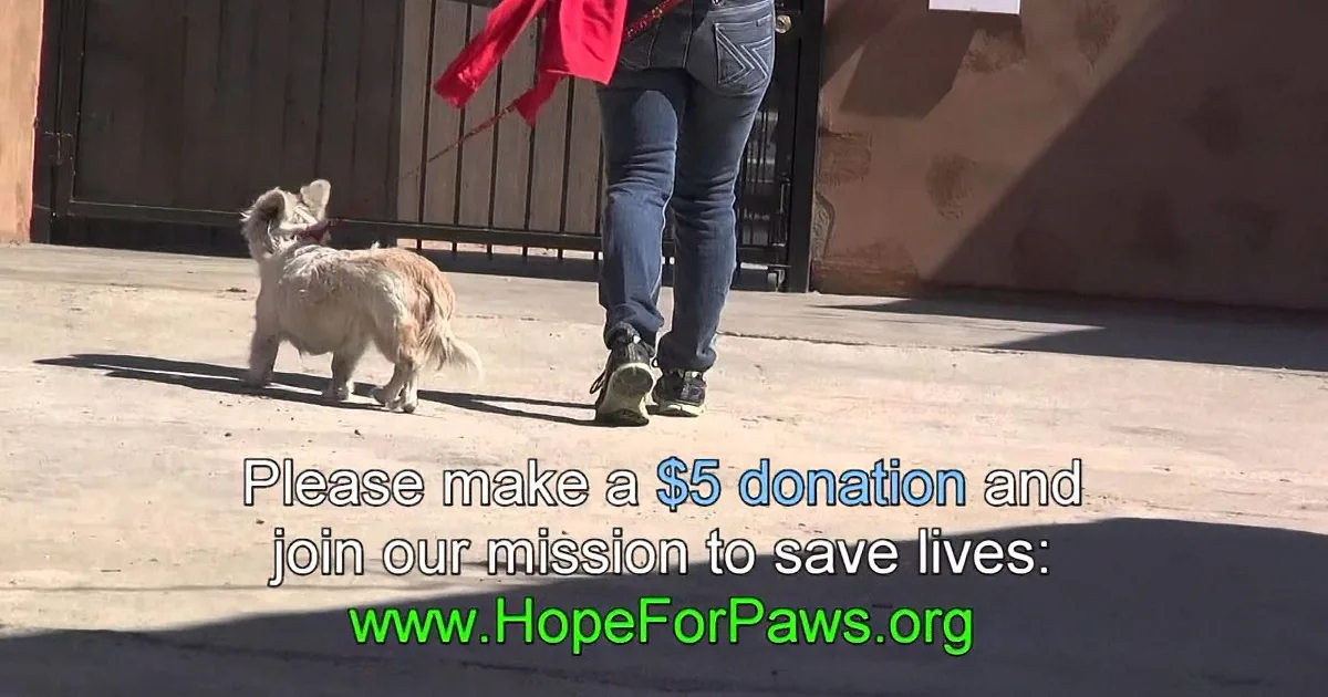 A person walks a small dog on a leash, with a donation request for HopeForPaws.org displayed on the image.