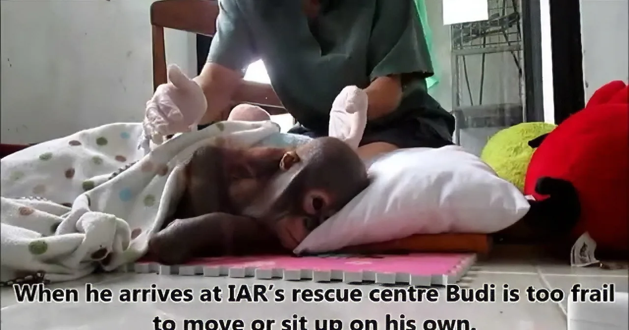 A baby monkey, Budi, is being cared for at IAR's rescue center, appearing too weak to move or sit up on his own.