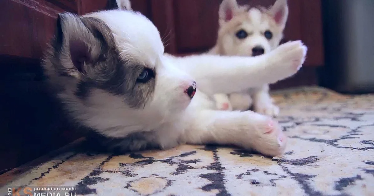 Two adorable husky puppies, one stretching, rest on a patterned rug, showcasing their playful and curious nature.