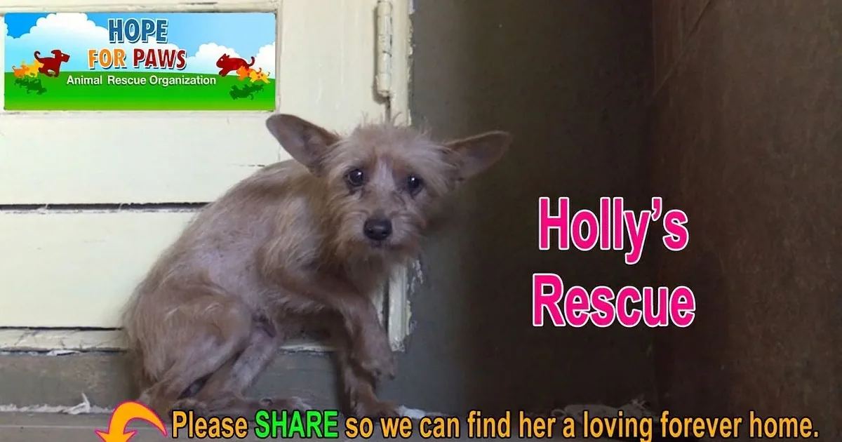 A dog named Holly is in a shelter, looking for a forever home.