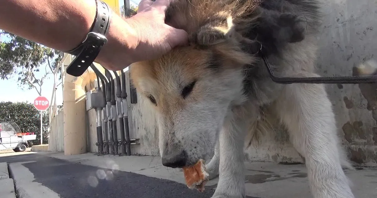 A dog with a white and brown coat is being petted on its head while holding a piece of food in its mouth.
