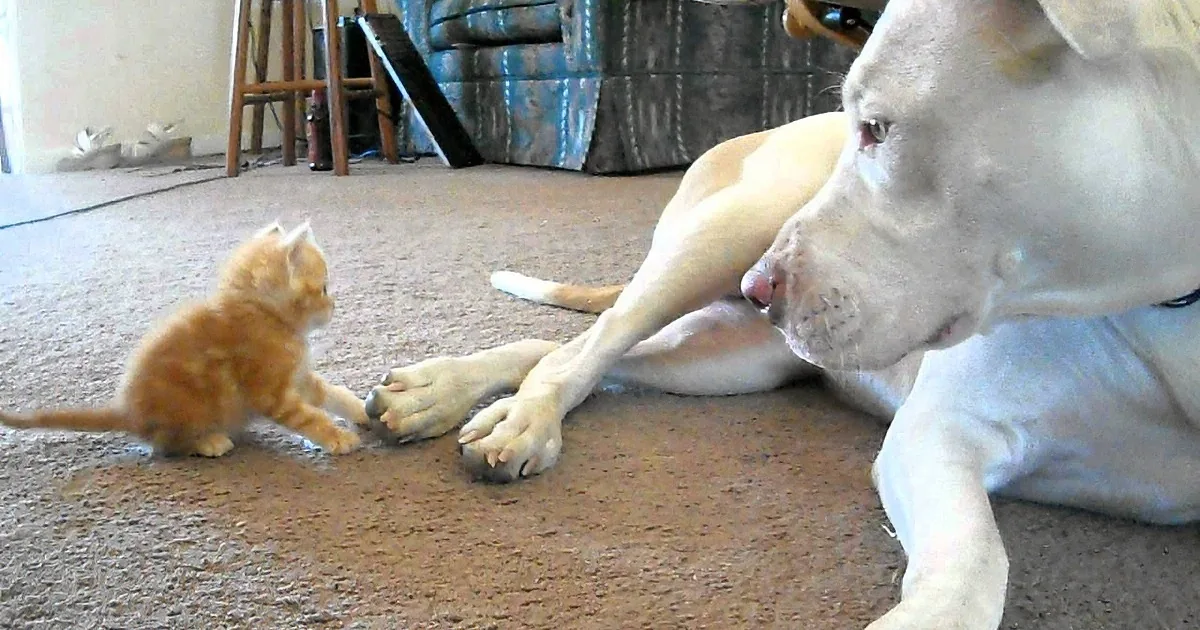 This Little Kitten Starts Playing With That Big Pit Bull. I Was Worried. but This Is Adorable!