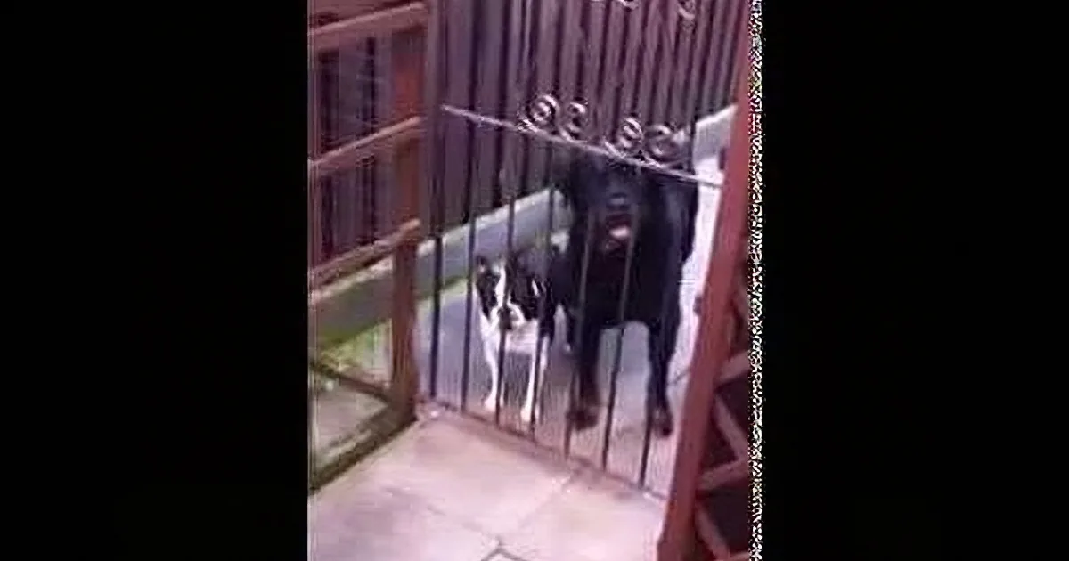 A black and white dog stands behind a metal gate, looking out.