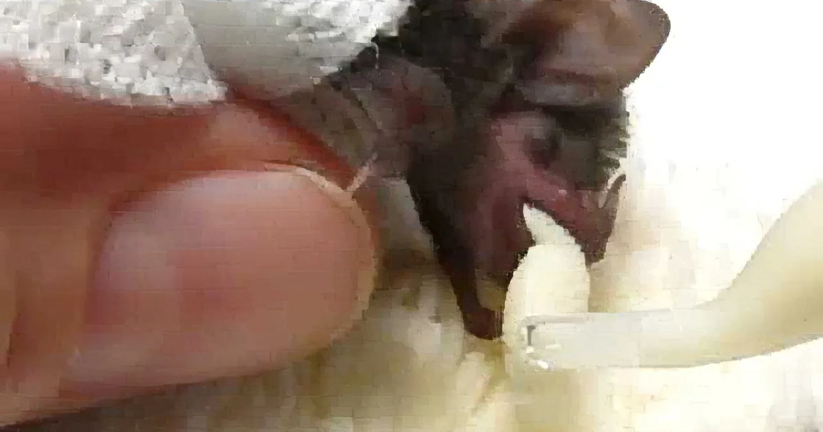 When You See How This Orphaned Baby Bat Reacts to Being Loved, It Will Steal Your Heart.