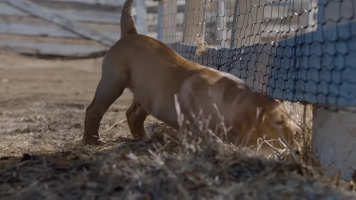 A dog is sniffing the ground near a fence in a sandy area.