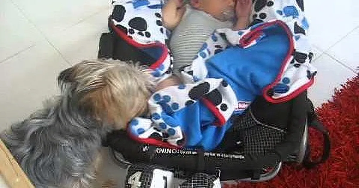 A small dog leans affectionately towards a baby in a stroller, both covered with colorful blankets.
