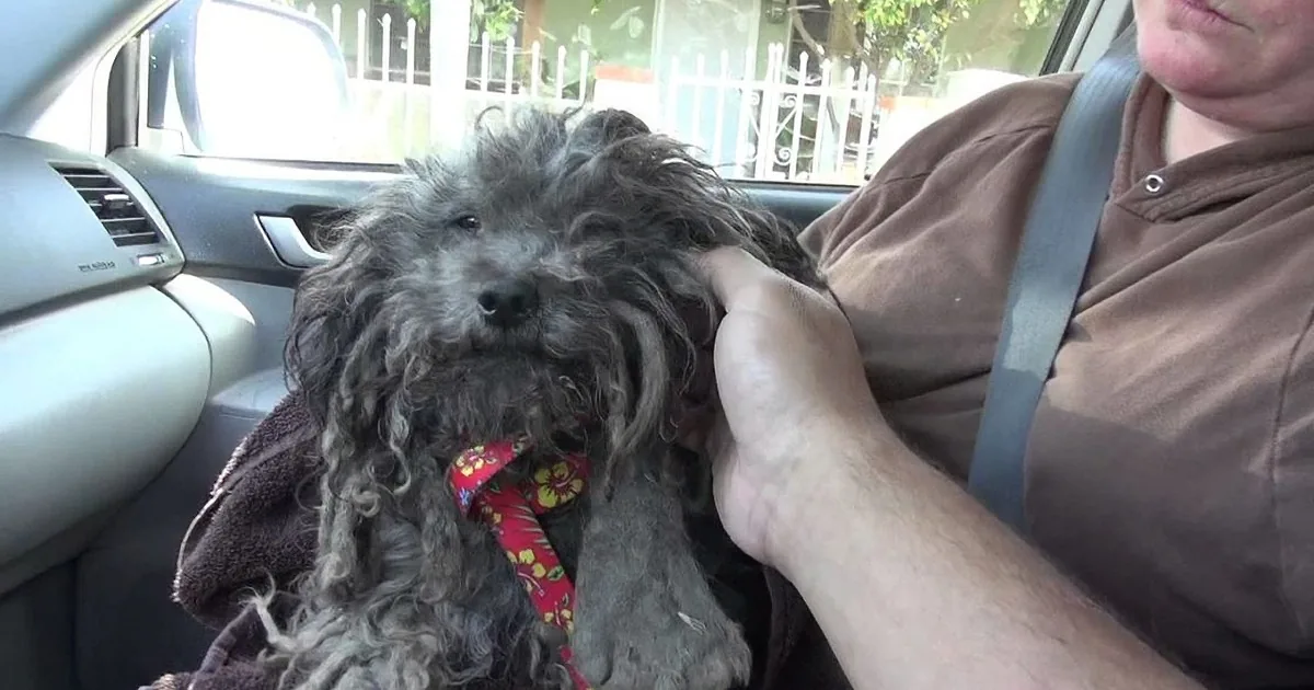 A fluffy gray dog with a colorful collar sits in a car, being petted by a person wearing a brown shirt and seatbelt.