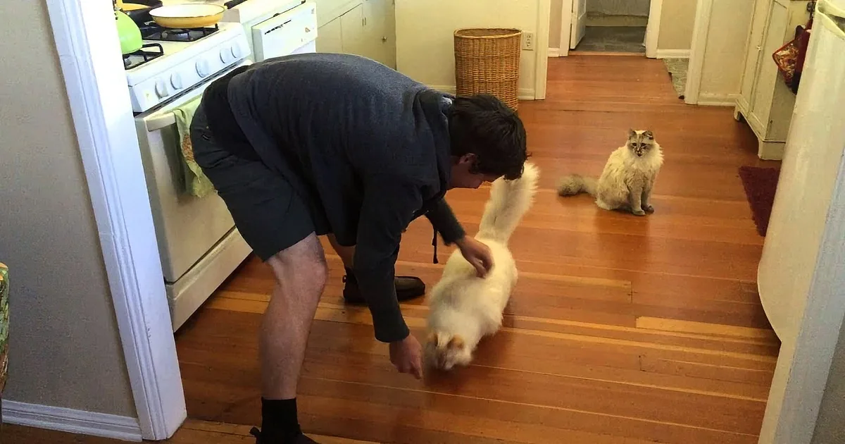 He Throws This Cat Across the Floor but, Wait Till You See the Cat''s Reaction!