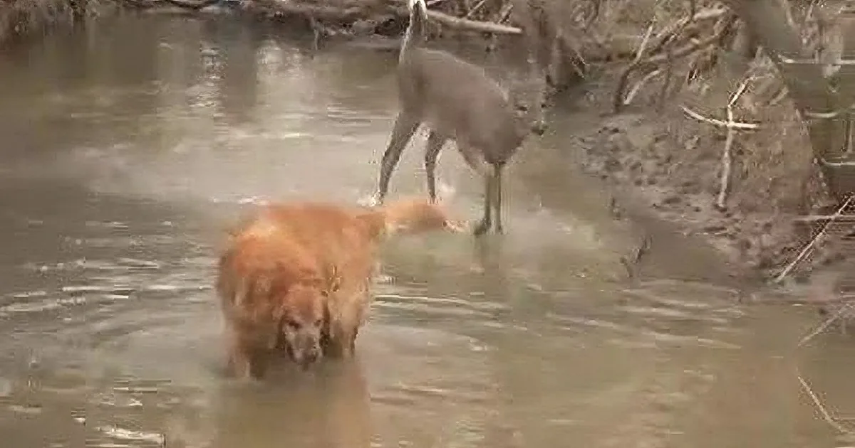 A golden retriever wades through a shallow stream, following a deer in the background.
