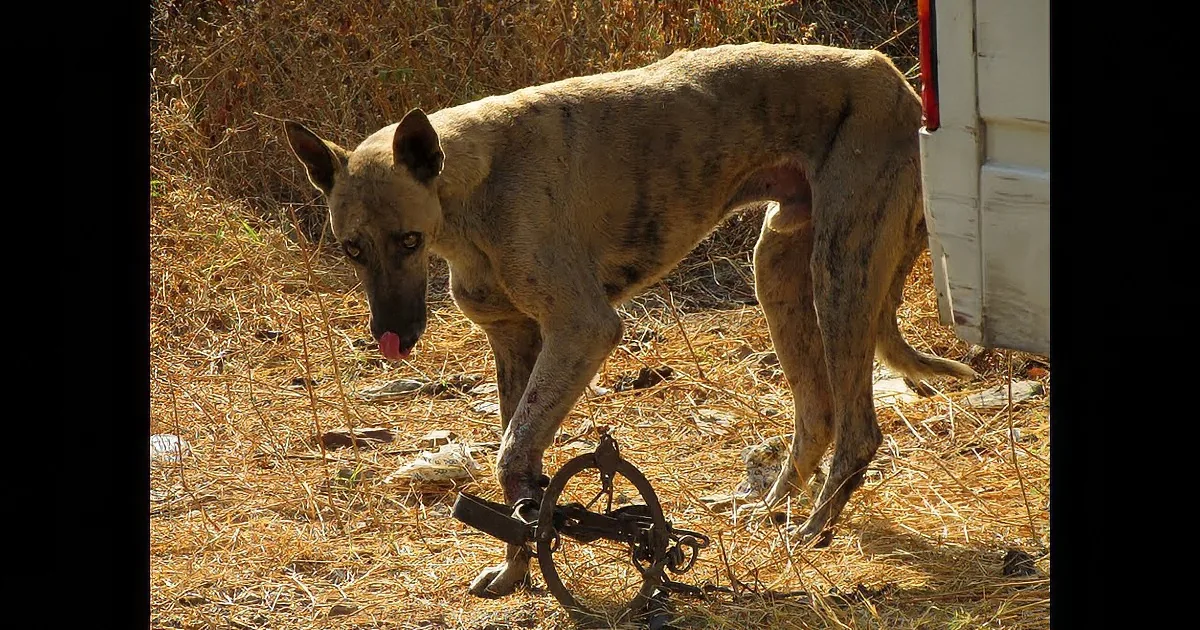 His Foot Was Caught in a Deadly Trap. My Heart Was Racing When I Saw What They Did Next!