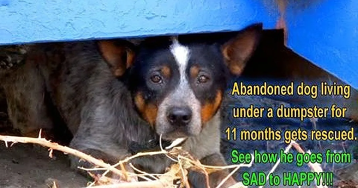 A dog with a black, white, and brown coat is hiding under a blue structure, surrounded by twigs and dirt.