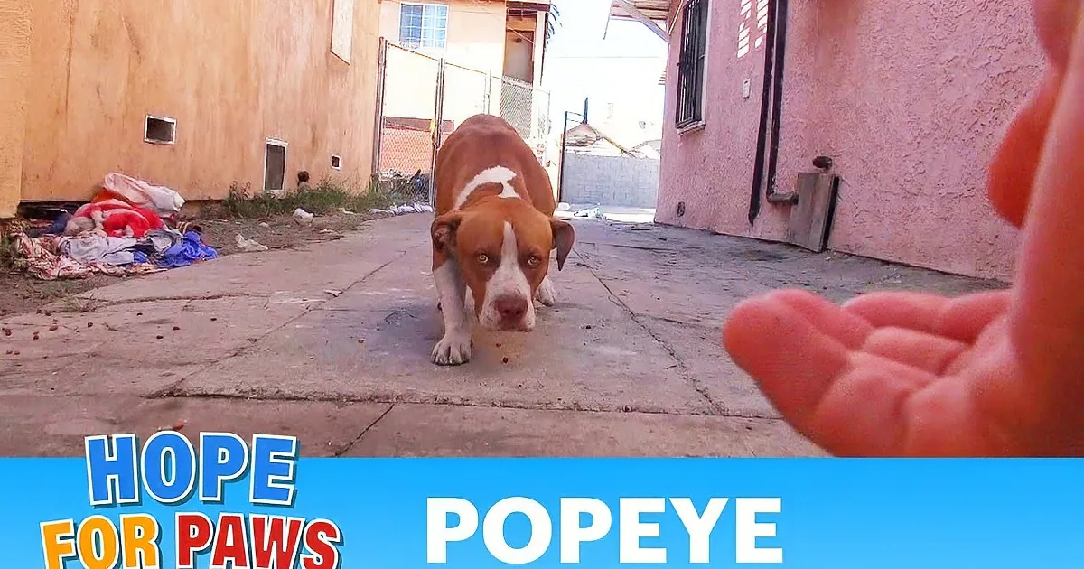 He Survived a Fire but Was Left Behind by His Family. I Sobbed When I Saw What the Rescuers Did!
