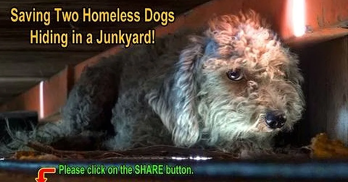 A scruffy dog with a sad expression is lying in a junkyard, surrounded by debris and metal.