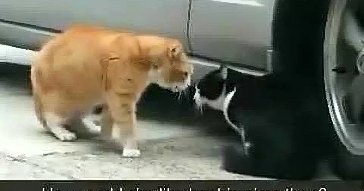 An orange cat stands near a car, sniffing the ground, with a black-and-white cat partially visible behind it.