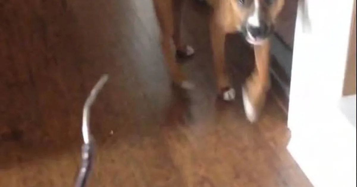 A dog stands on a wooden floor, looking at a pair of glasses on the ground.