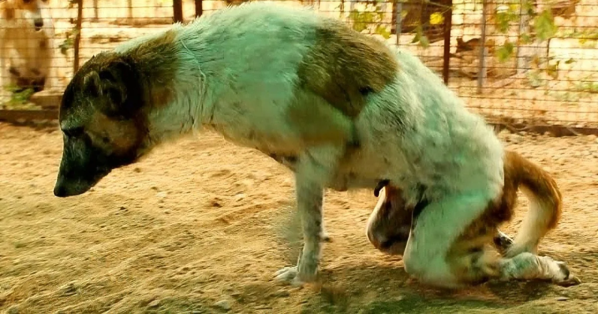This Stray Dog Was Hit by a Car & Paralyzed. You'll Be Amazed When You See Rescuers Do This!