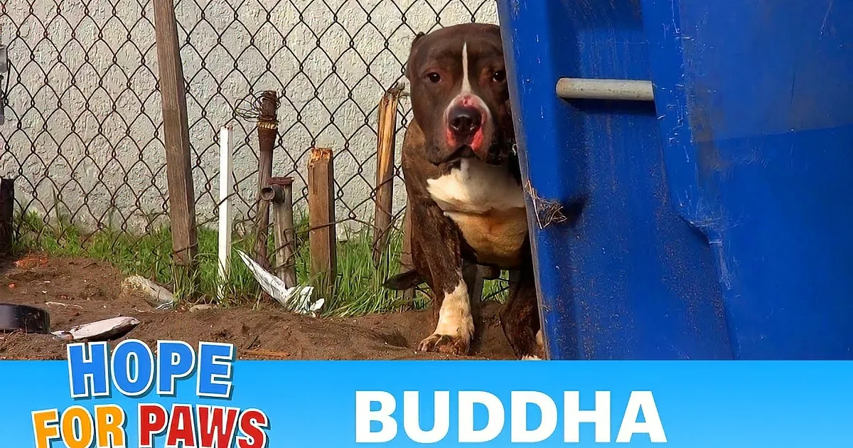 A brindle pit bull with a distressed expression stands behind a fence, with text promoting adoption and sharing.
