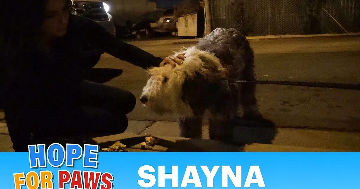 She Was Dumped in the Streets by Her Owners Like Trash. but I Was Crying When This Happened!