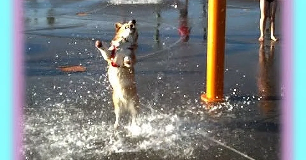 A dog in a red harness leaps joyfully through splashing water, surrounded by colorful borders.