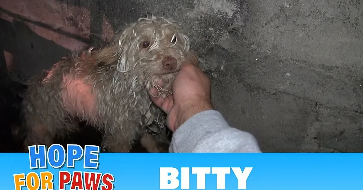 A hand pets a scruffy, wet dog with a blue banner saying "Hope" and "Paws vs Bity."