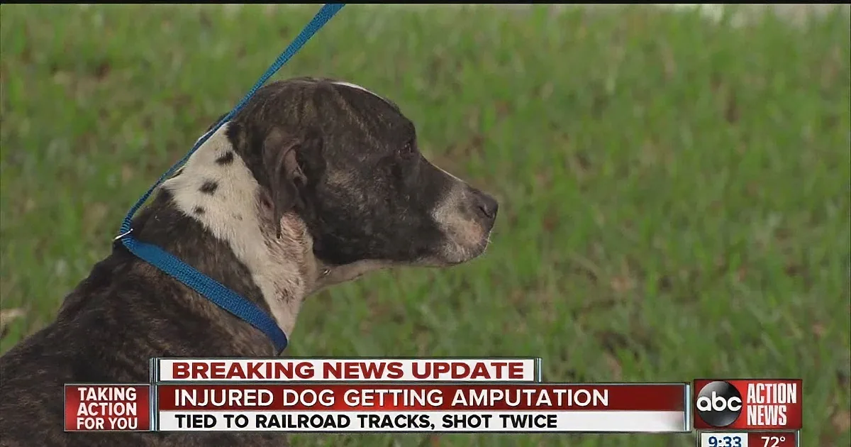 A dog with a blue leash, injured and tied to railroad tracks, is getting an amputation.