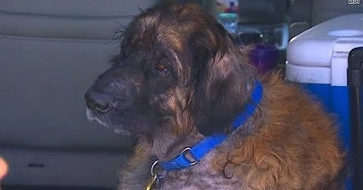 You Won''t Believe What a Vet Did to This Poor Dog. This Is Unbelievably Horrendous!