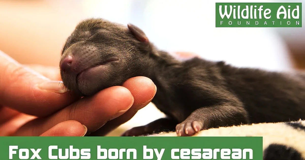 They Found This Injured Fox Lying Unconscious on a Road. What Happened Next Is Heart Breaking!